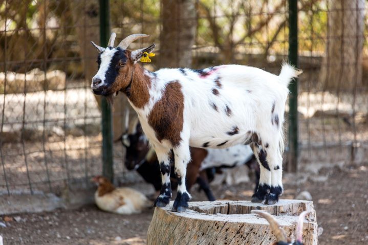 braun-weiße Ziege auf Mallorca